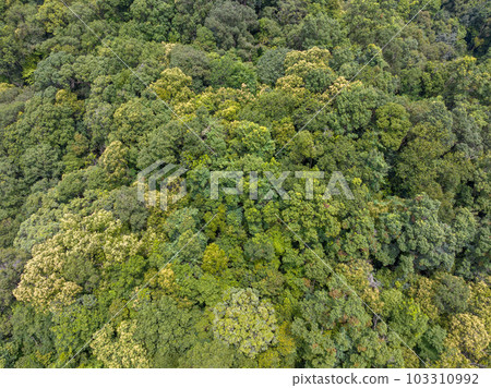 Tropical forests can absorb large amounts of carbon dioxide from the atmosphere. 103310992