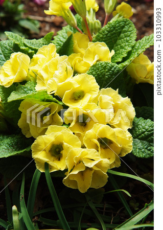 Primula Julian 103310993