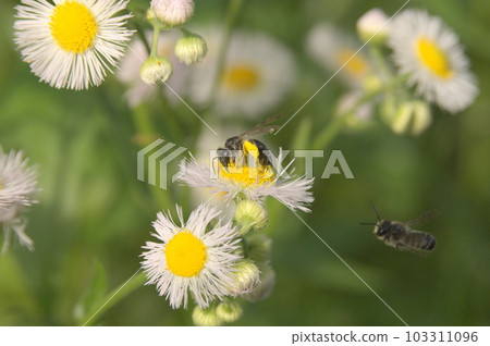 The lesser bee that flew to Halcyon The lesser bee that flew to Halcyon 103311096