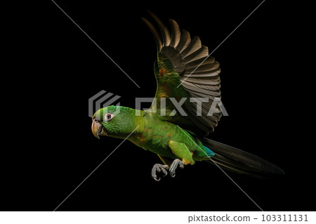Image of beautiful colorful parrot are flying on black background. Wildlife Animals. Bird. Illustration. Generative AI. 103311131