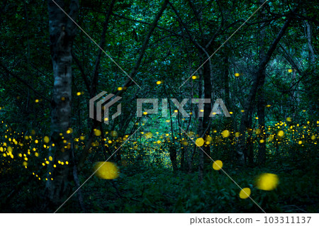 Firefly lightning bug in the rainforest at night 103311137