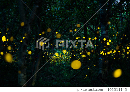 Firefly lightning bug in the rainforest at night 103311143