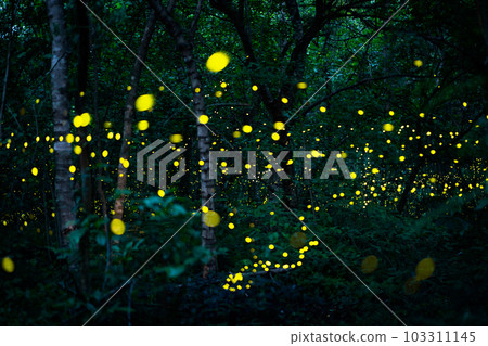 Firefly lightning bug in the rainforest at night 103311145