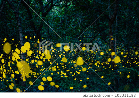 Firefly lightning bug in the rainforest at night Firefly lightning bug in the rainforest at night 103311188