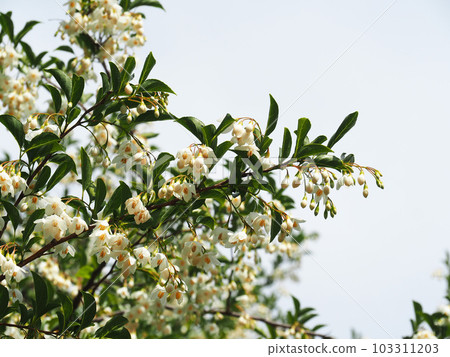 安息香花　 103311203