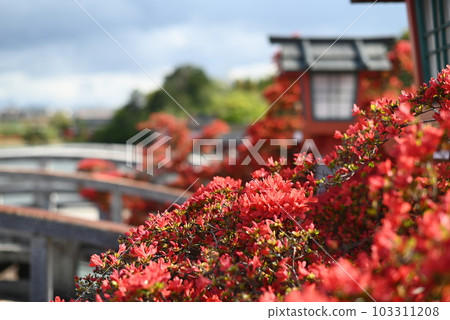 京都長岡天滿宮盛開的霧島杜鵑花 103311208