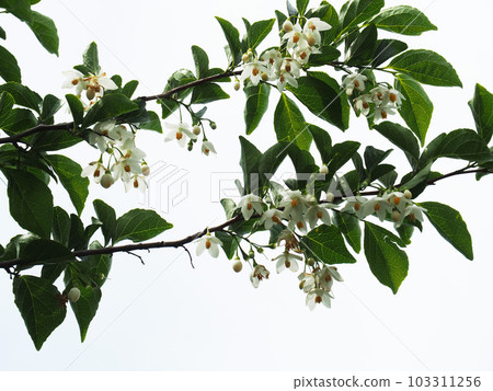 Styrax flower　 103311256