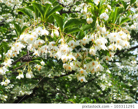 安息香花 安息香花 103311291