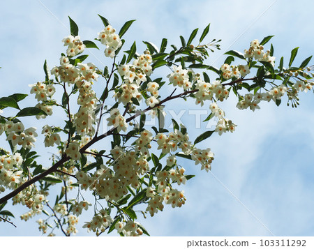 安息香花 安息香花 103311292