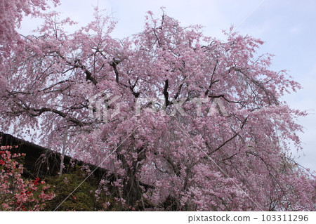 Weeping cherry tree in Haradanien, Kita Ward, Kyoto City 103311296