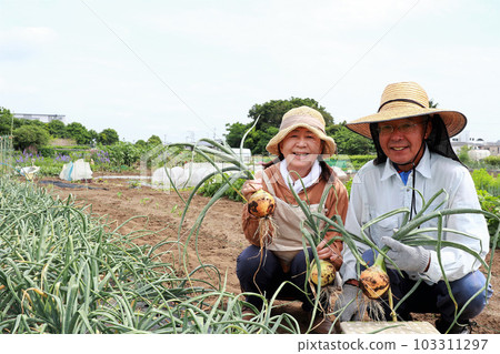 Senior couple harvesting onions Senior couple harvesting onions 103311297