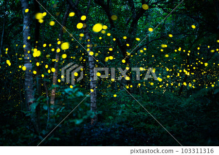 Firefly lightning bug in the rainforest at night 103311316