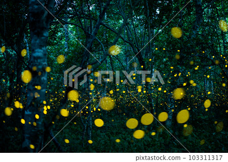 Firefly lightning bug in the rainforest at night Firefly lightning bug in the rainforest at night 103311317