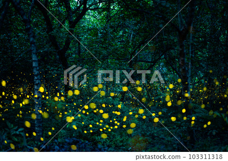 Firefly lightning bug in the rainforest at night 103311318