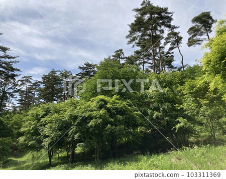 清風拂面的初夏公園 清風拂面的初夏公園 103311369
