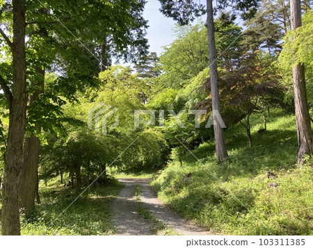 Early summer park with fresh green breeze Early summer park with fresh green breeze 103311385