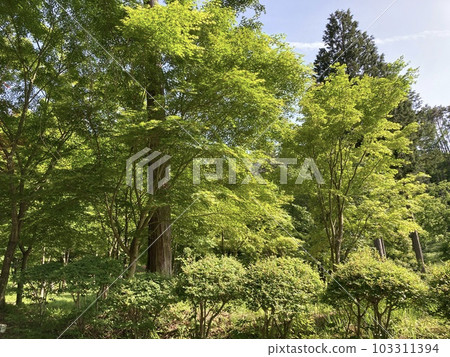 清風拂面的初夏公園 清風拂面的初夏公園 103311394