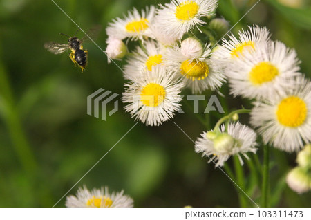 一隻蜜蜂飛來從花中採集花蜜 103311473