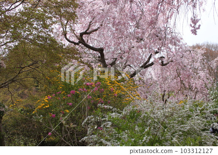 Cherry blossom scenery in Haradanien, Kita Ward, Kyoto City 103312127