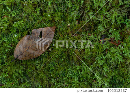 苔蘚和落葉 103312387