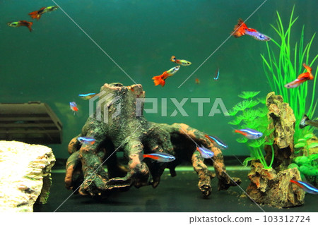 水族館和熱帶魚（孔雀魚和 neon tetra） 103312724