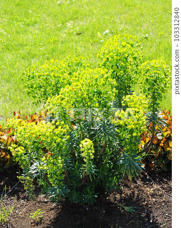 Euphorbia Calakias Wolfenyi 103312840