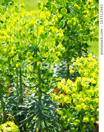 Euphorbia Calakias Wolfenyi 103312841