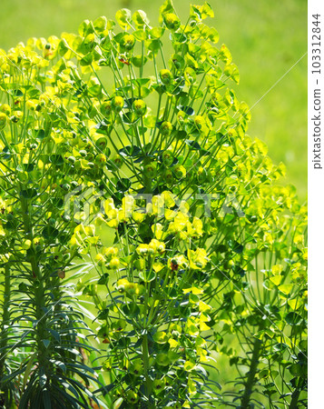 Euphorbia Calakias Wolfenyi Euphorbia Calakias Wolfenyi 103312844