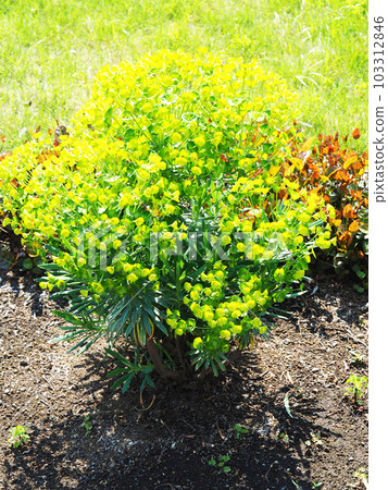 Euphorbia Calakias Wolfenyi Euphorbia Calakias Wolfenyi 103312846