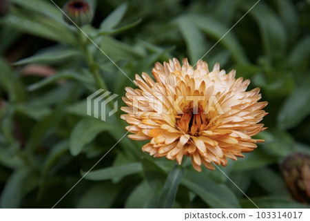 Calendula flower Calendula flower 103314017