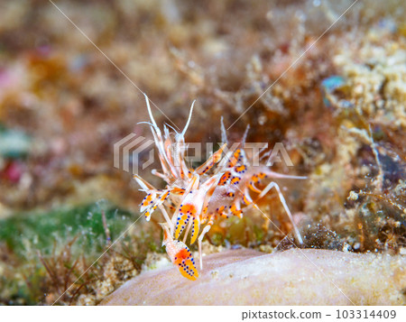Freshwater fish Freshwater fish 103314409