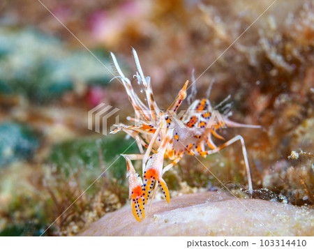 Freshwater fish 103314410