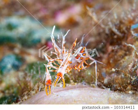 Freshwater fish Freshwater fish 103314411