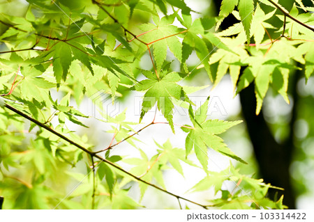 Blue maple Blue maple 103314422