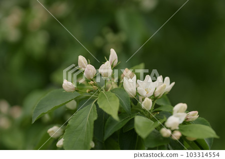 Apple tree blossom with white flowers 103314554