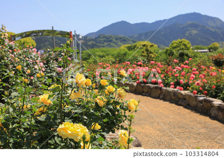 Roses of Yuan Jing Park 103314804