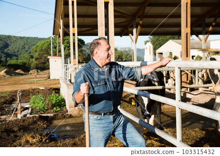 Adult farmer is standing near cows at the farm. Adult farmer is standing near cows at the farm. 103315432