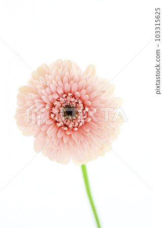 bright pink gerbera bright pink gerbera 103315625