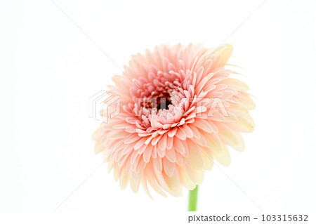 bright pink gerbera 103315632