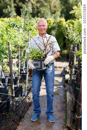 Senior man tending plants in garden 103315884