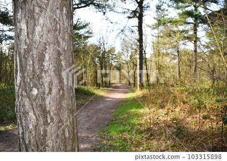 Petten, Netherlands. May 2023. Walking area in the dunes near Petten in North Holland. Petten, Netherlands. May 2023. Walking area in the dunes near Petten in North Holland. 103315898