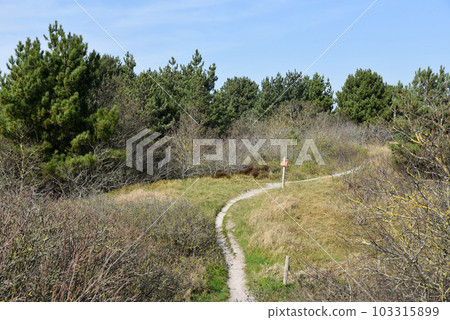 Petten, Netherlands. May 2023. Walking area in the dunes near Petten in North Holland. Petten, Netherlands. May 2023. Walking area in the dunes near Petten in North Holland. 103315899