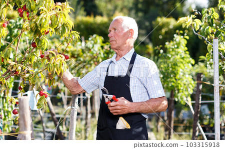 Senior man trimming trees 103315918