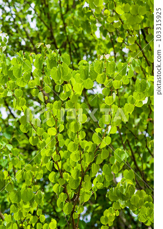 [閃亮的桂葉]清新的綠色形象 103315925