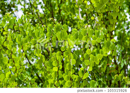 [閃亮的桂葉]清新的綠色形象 103315926