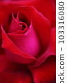 緋紅的熱情 103316080