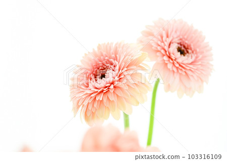 明亮的粉紅色非洲菊花 明亮的粉紅色非洲菊花 103316109