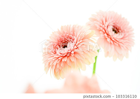 明亮的粉紅色非洲菊花 103316110