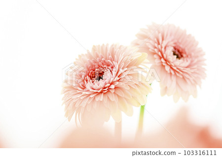 明亮的粉紅色非洲菊花 103316111