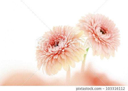 明亮的粉紅色非洲菊花 明亮的粉紅色非洲菊花 103316112